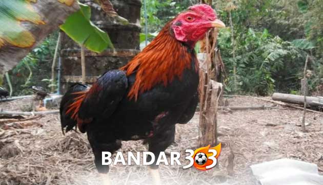 Cara Membentuk Ayam Bangkok Agar Tubuh Kuat